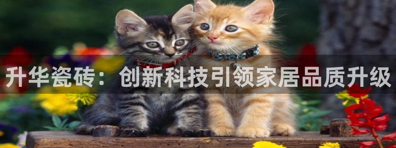 金科年会图片