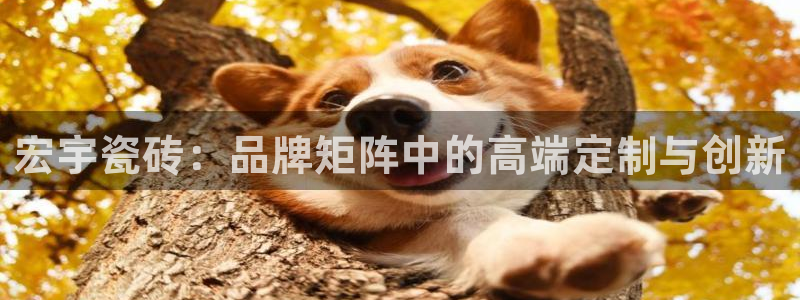 金年会ios下载