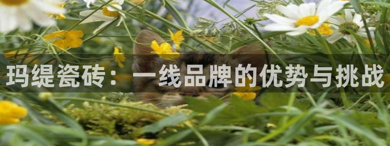 金年会体育娱乐